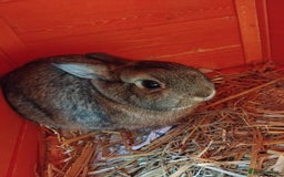 Netherland Dwarf rabbits for sale: Rehoming an adorable Netherland dwarf 🤍 - Image 1