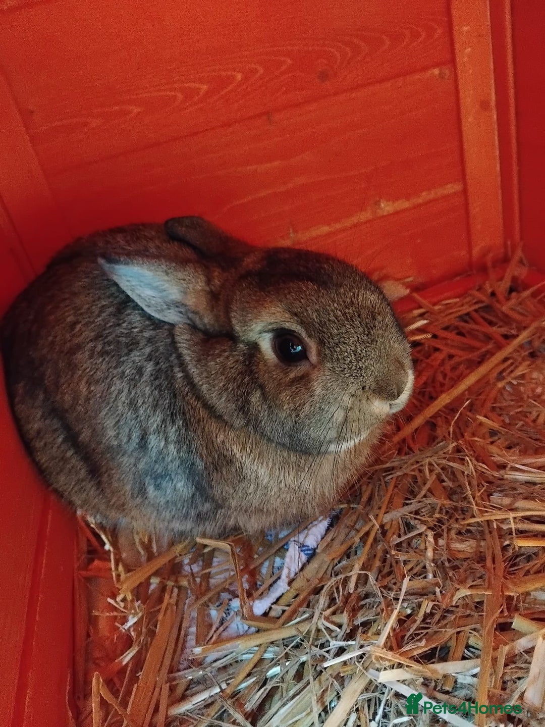 Netherland Dwarf rabbits for sale: Rehoming an adorable Netherland dwarf 🤍 - Image 1