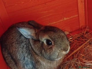 Netherland Dwarf rabbits - Advert 1