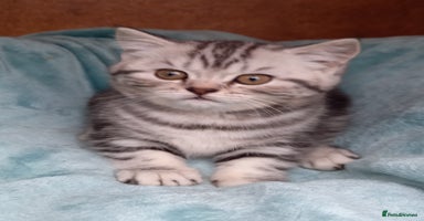 British Shorthair cats - Advert 14