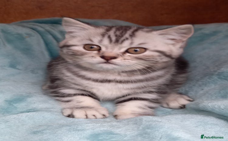 British Shorthair cats - Advert 7