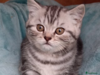 British Shorthair cats - Advert 27