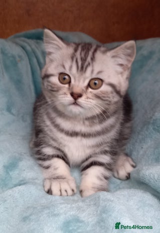 British Shorthair cats - Advert 7