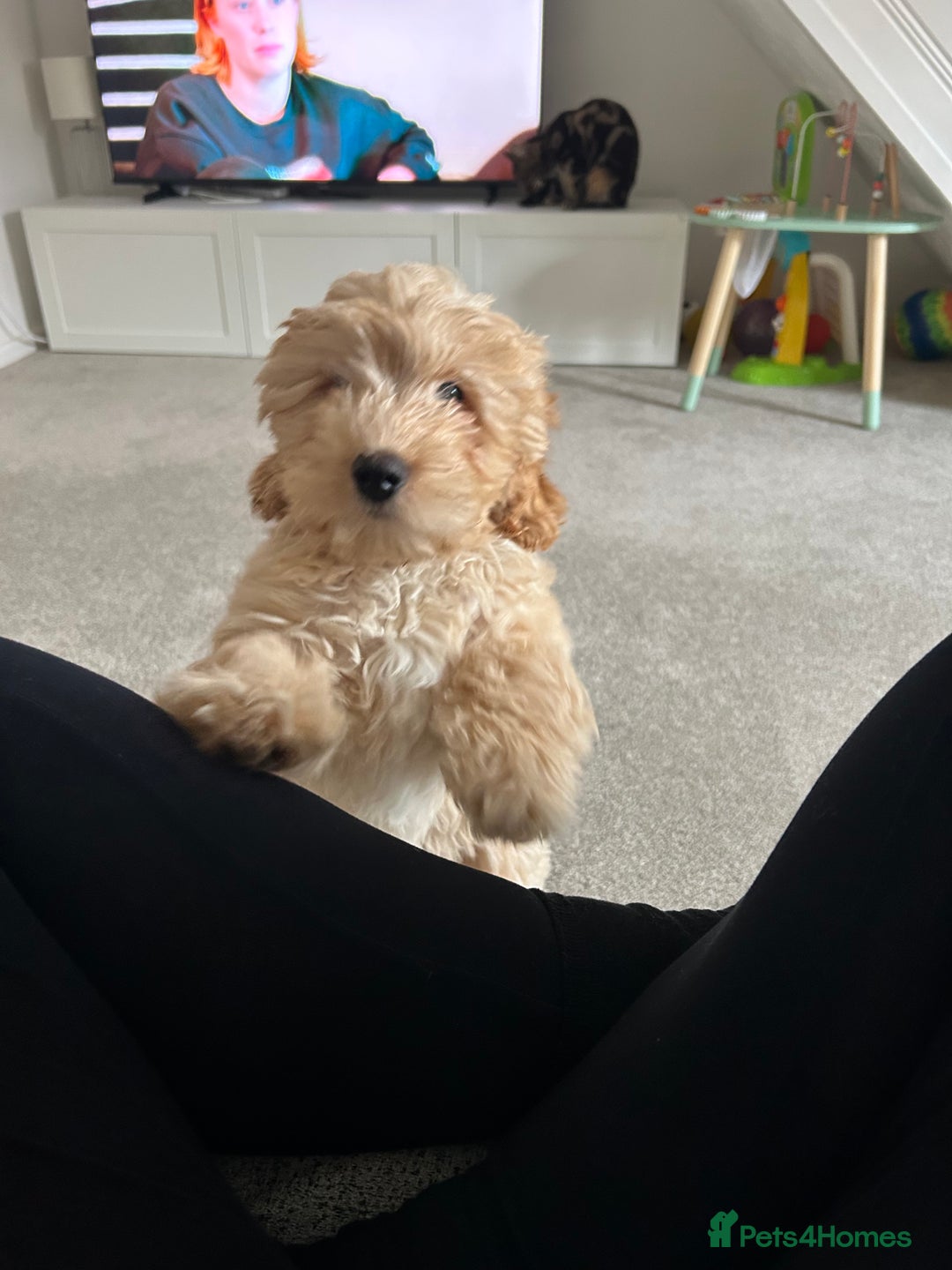 Cockapoo dogs for sale: 4 month old female Cockapoo  - Advert 6