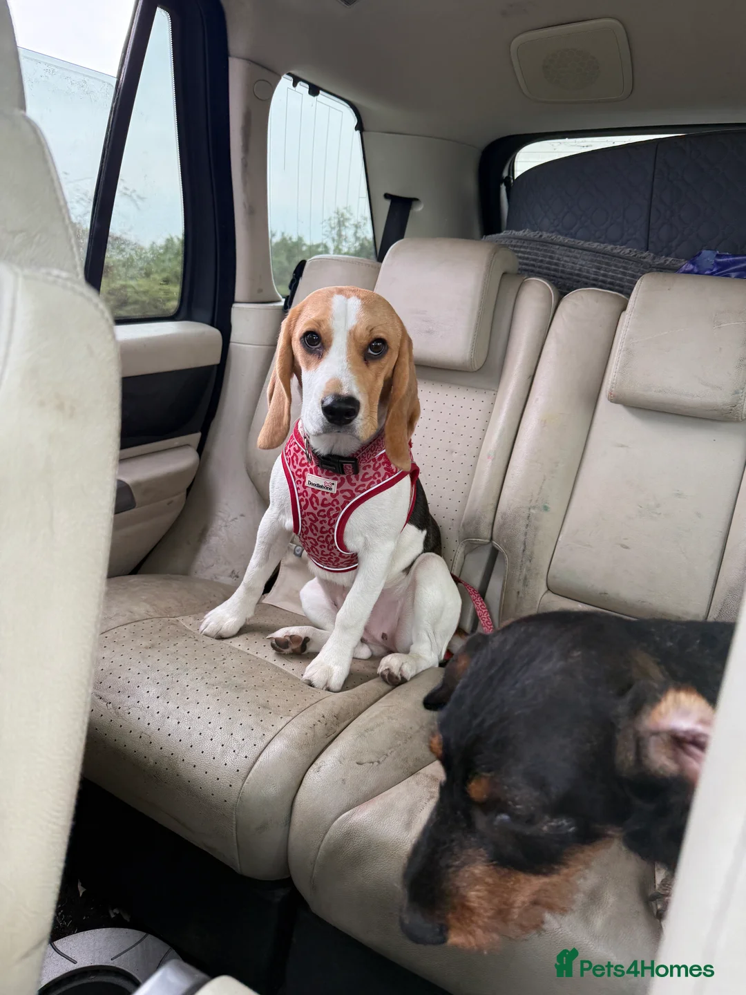 Beagle dogs for sale: Beagle for sale  - Advert 2