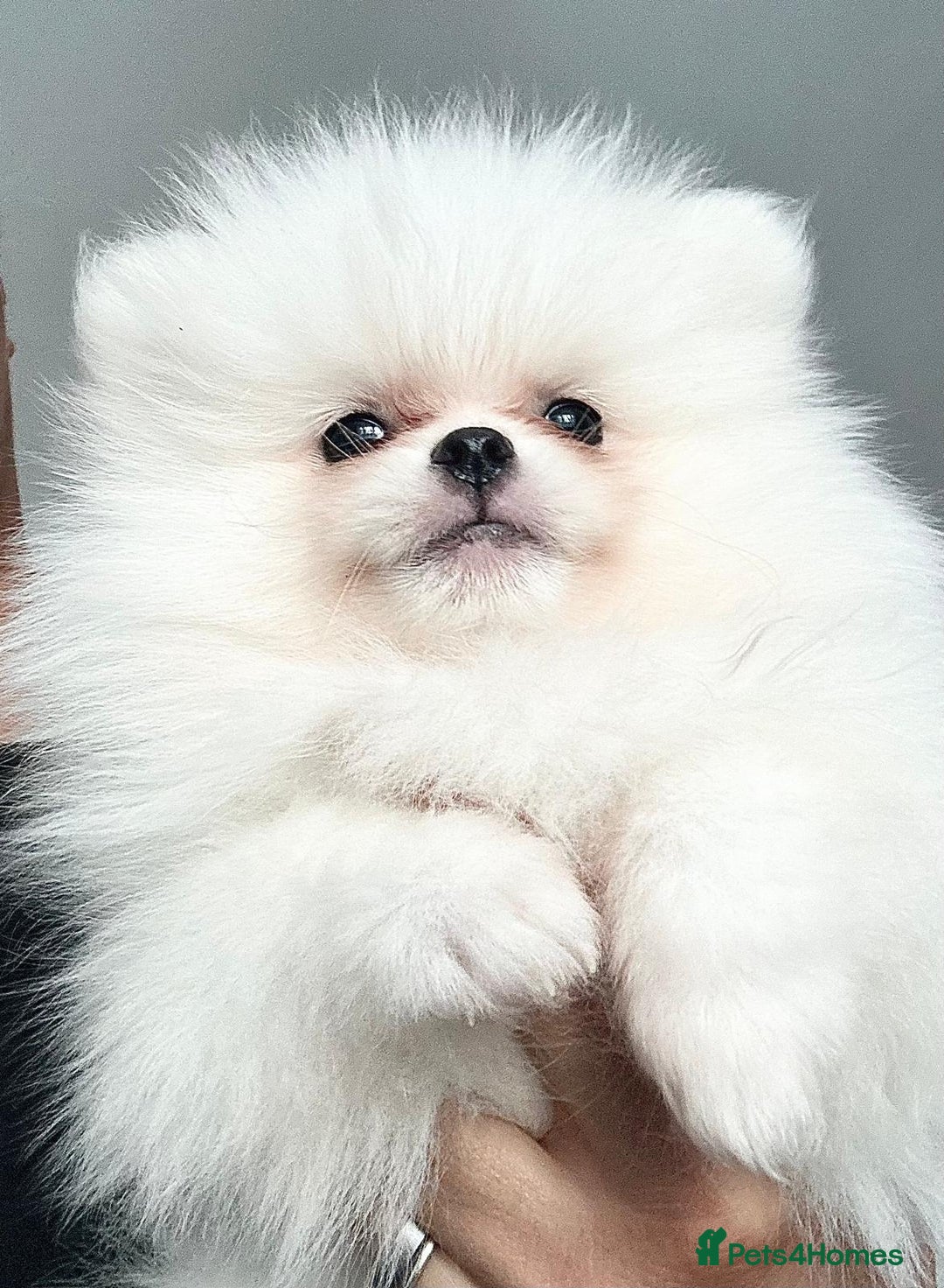 Pomeranian Puppies for sale in East Riding of Yorkshire Pets4Homes
