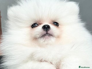 Pomeranian dogs - Advert 1