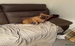 French Bulldog dogs for sale: Liddie  - Image 9