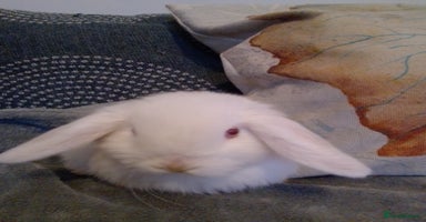 Mini Lop rabbits - Advert 16