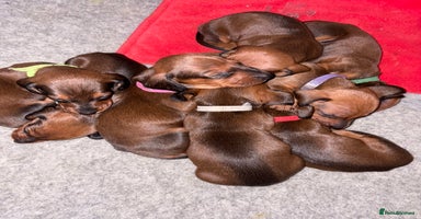 Dachshund dogs - Advert 9
