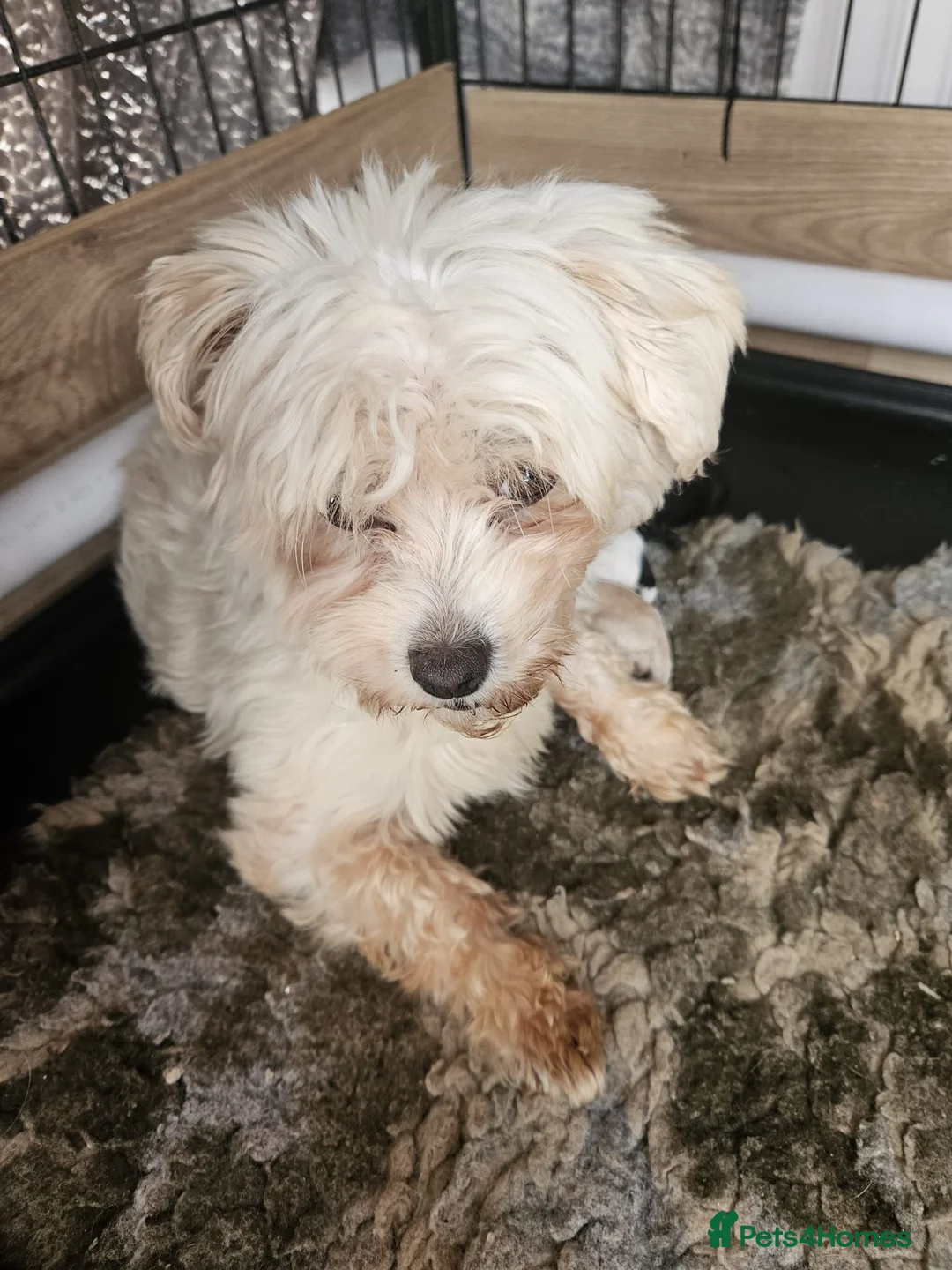 Maltipoo dogs for sale: Stunning F1 multipoo puppies  - Advert 2