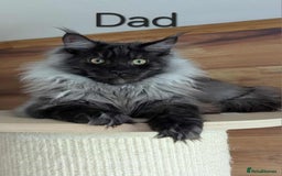 Maine Coon cats for sale: 3 Maine coon kittens. - Image 10