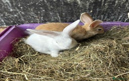 New Zealand rabbits for sale: 8 week old New Zealand Rabbits for sale - Image 4