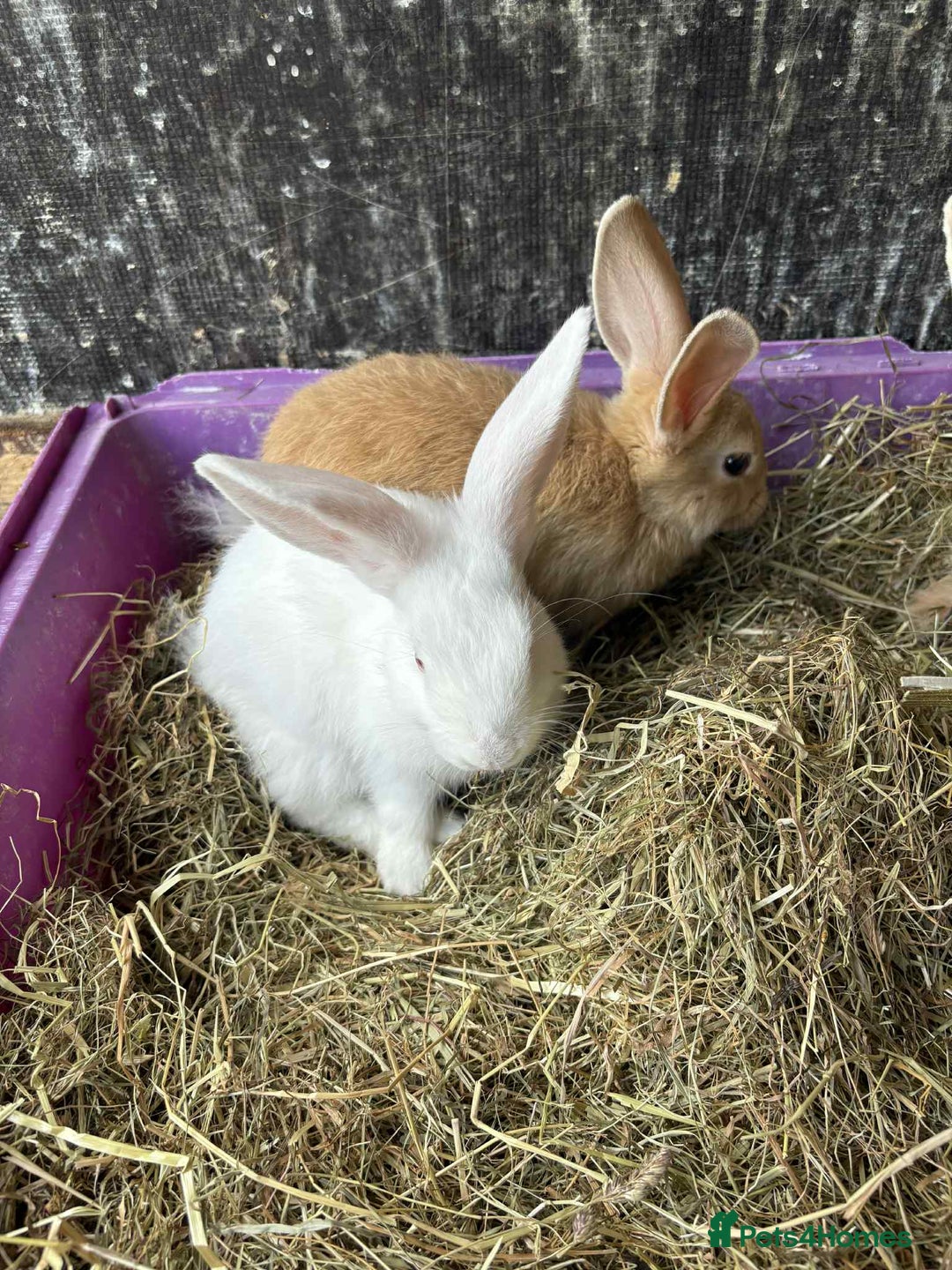 New Zealand rabbits for sale: 8 week old New Zealand Rabbits for sale - Image 4