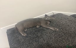 British Shorthair cats for sale: British Shorthair 1 years old for new home  - Image 2