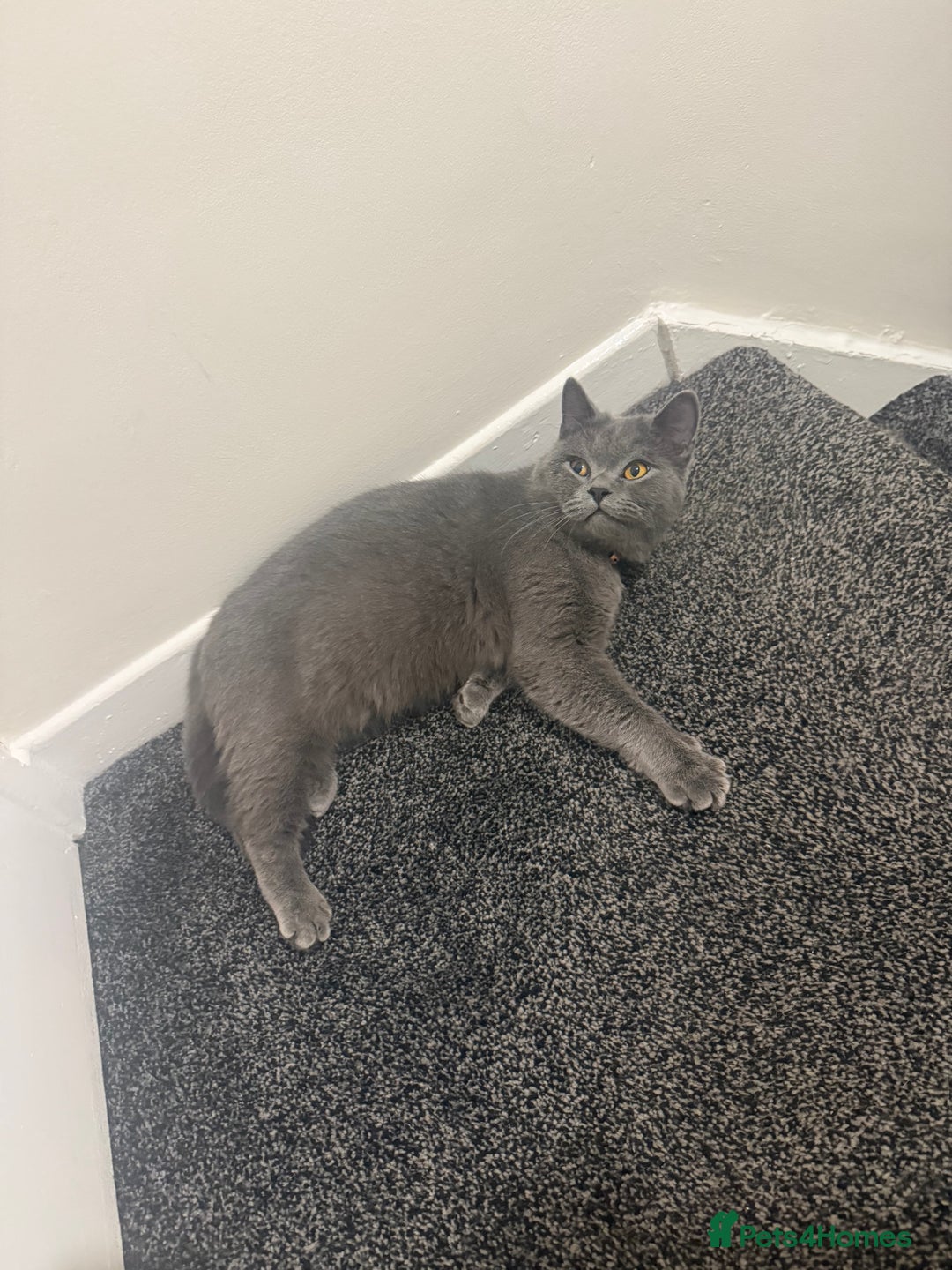 British Shorthair cats for sale: British Shorthair 1 years old for new home  - Image 2