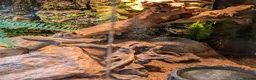 Gecko reptiles for sale: Viper Geckos Juveniles and Sub-Adults - Advert 2
