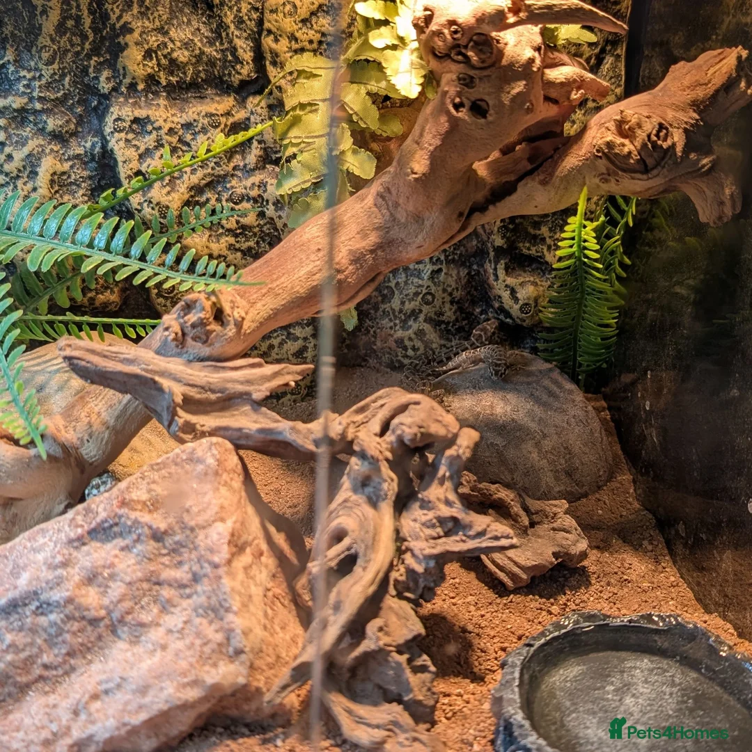 Gecko reptiles for sale: Viper Geckos Juveniles and Sub-Adults - Advert 2