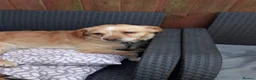 Mixed Breed dogs for sale: Meet Pip and Toby! in Nottingham - Advert 4