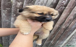 Mixed Breed dogs for sale: Jack Russell cross Pomeranian puppys  - Image 1
