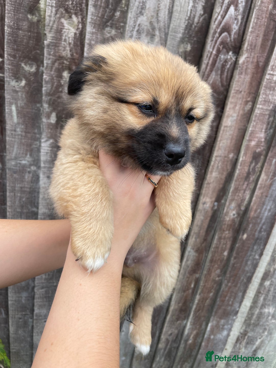 Mixed Breed dogs for sale: Jack Russell cross Pomeranian puppys  - Image 1