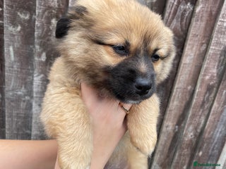 Mixed Breed dogs - Advert 26