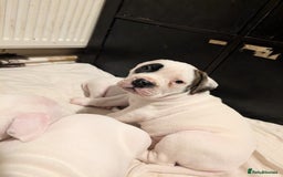 American Bulldog dogs for sale: Johnson American bulldog pups (ready to leave)  - Image 14