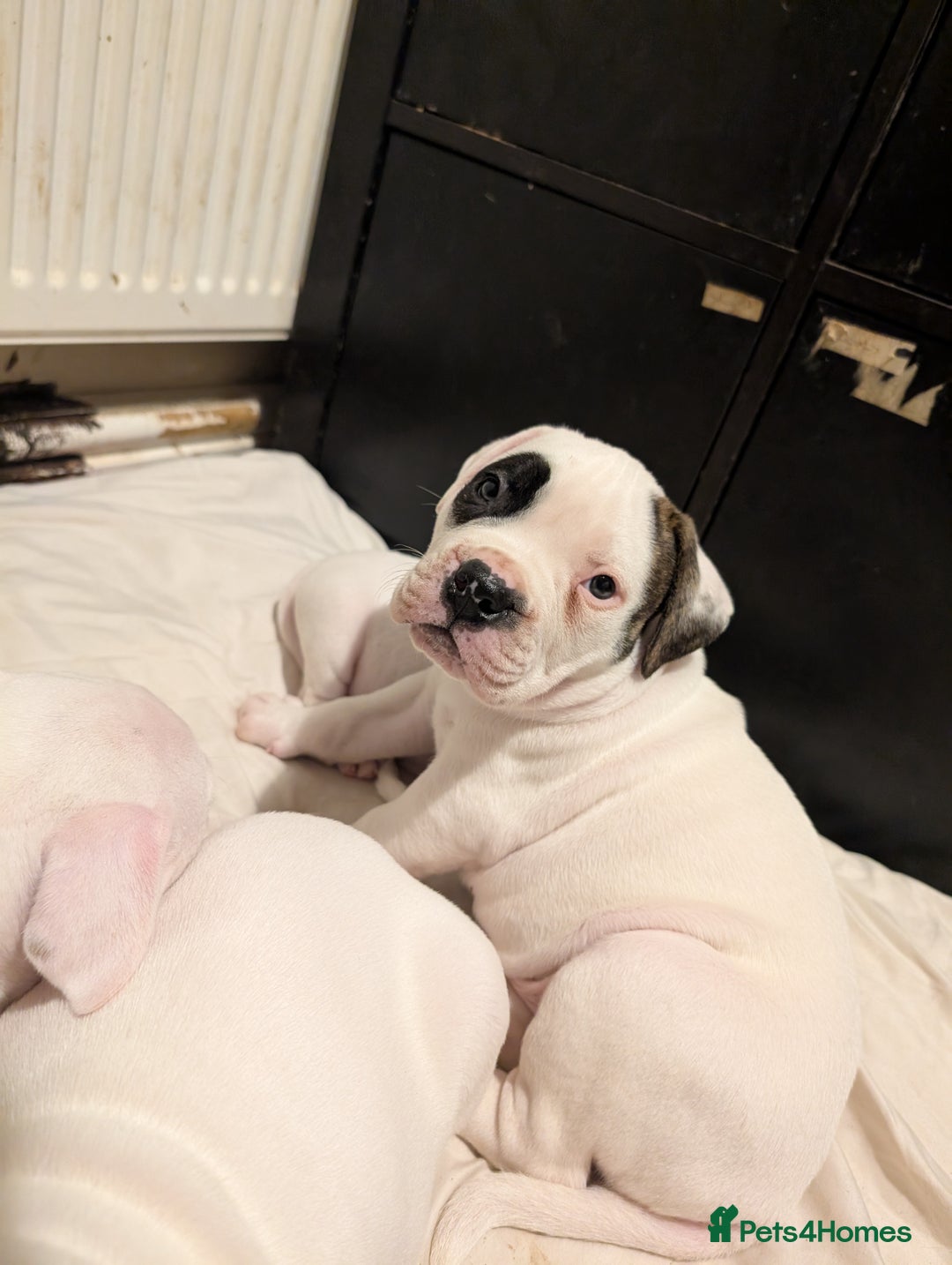 American Bulldog dogs for sale: Johnson American bulldog pups (ready to leave)  - Image 14