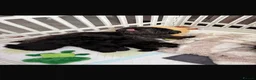 Shih Tzu dogs for sale: Shihtzu babies - Advert 4