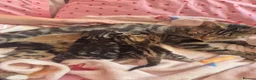 Mixed Breed cats for sale: Boy and girl kitten - Advert 9