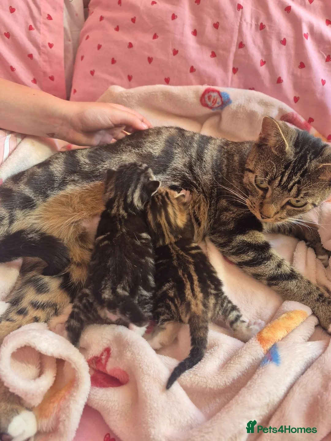 Mixed Breed cats for sale: Boy and girl kitten - Advert 9