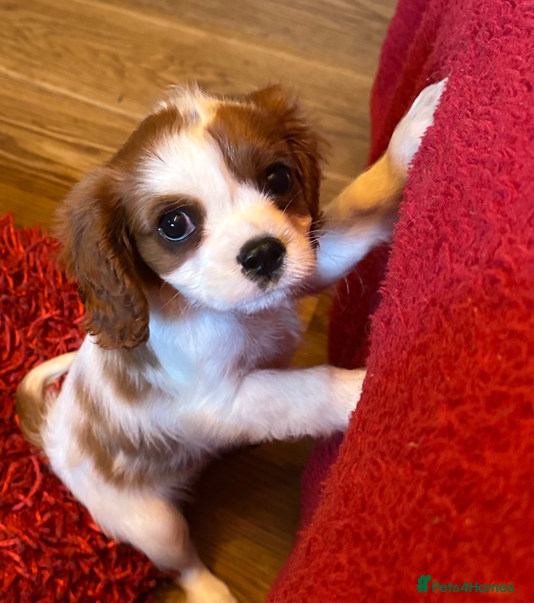 King Charles Spaniel dogs King Charles puppy ready now - Advert 5