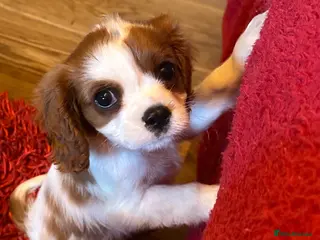 King Charles Spaniel dogs King Charles puppy ready now - Advert 1
