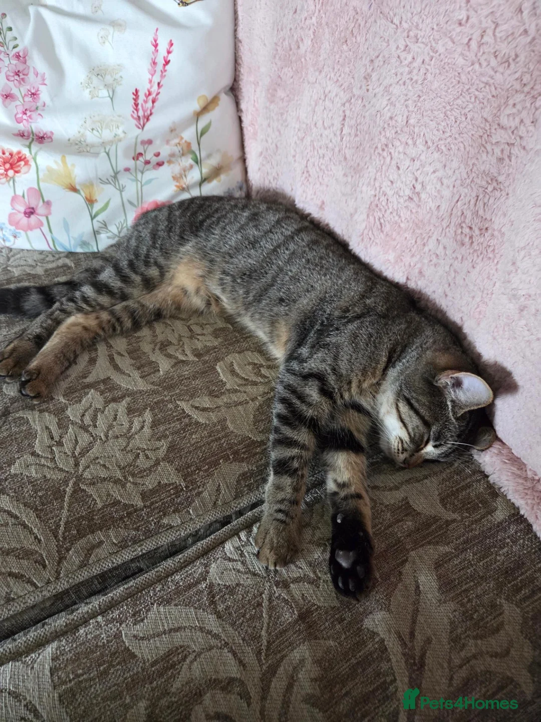 Mixed Breed cats for sale: Bella  in Doncaster - Advert 2