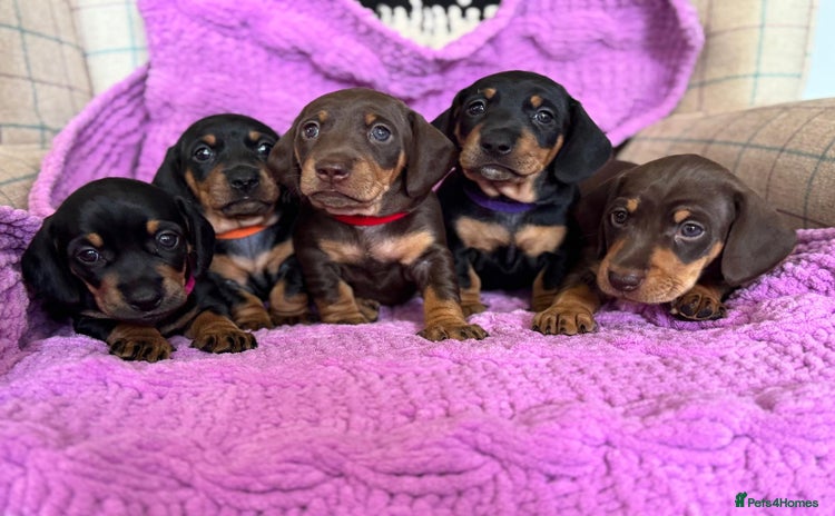 Dachshund dogs - Advert 6