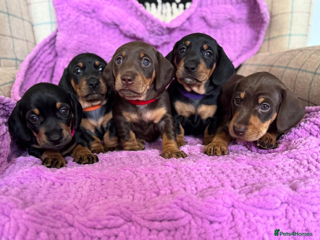 Dachshund dogs for sale: Stunning Dachshund Puppies  - Image 1