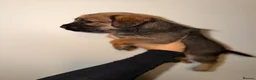 Border Terrier dogs for sale: Border pups  - Advert 12