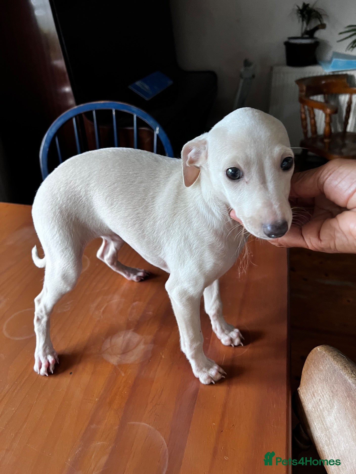 Italian Greyhound dogs Superb Quality ITALIAN GREYHOUND Puppies - Advert 3