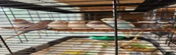 Budgerigars birds for sale: Baby budgies for sale - Advert 4