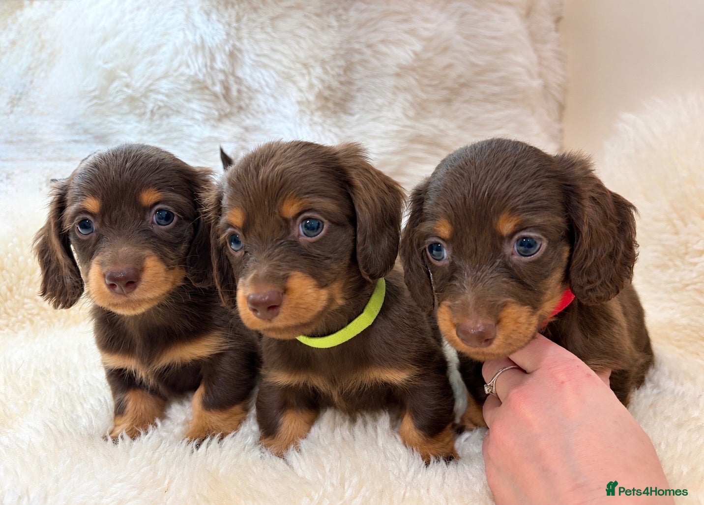 Miniature Dachshund dogs KC champion lines miniature LH dachshunds  - Advert 1