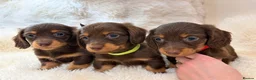 Miniature Dachshund dogs for sale: KC champion lines miniature LH dachshunds  - Advert 1