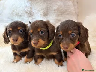 Miniature Dachshund dogs KC champion lines miniature LH dachshunds - Advert 4