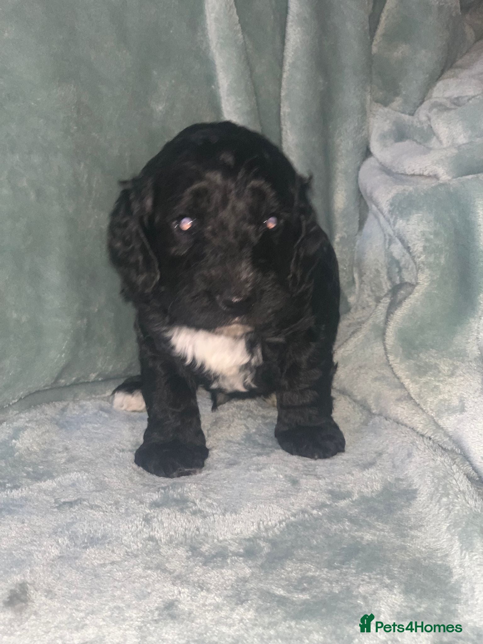 Cockapoo dogs for sale: Cockapoo puppies - Advert 1