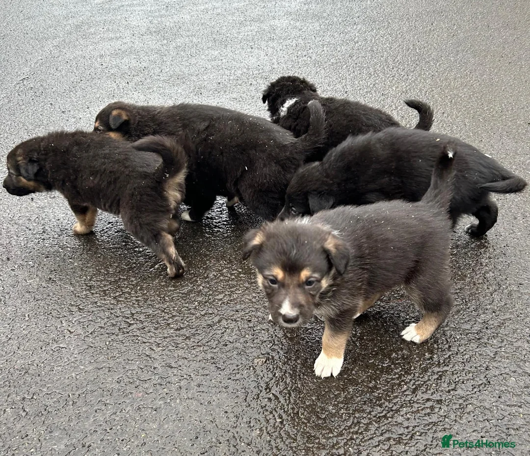 Mixed Breed dogs for sale: Shollie Pups(German Shepherd x Collie) - Advert 8