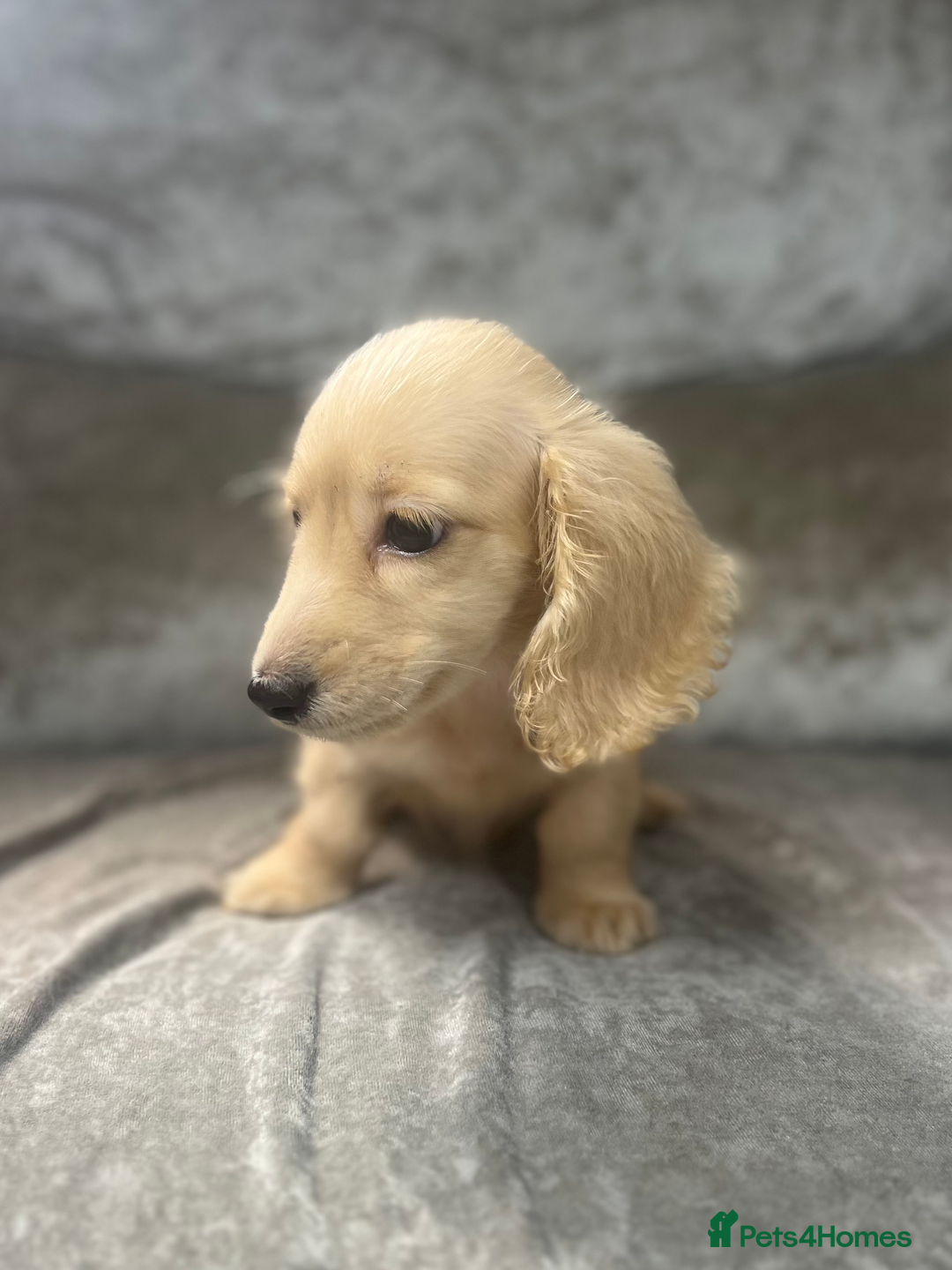 Dachshund dogs for sale: cream KC long haired miniature dachshunds for sale - Image 18