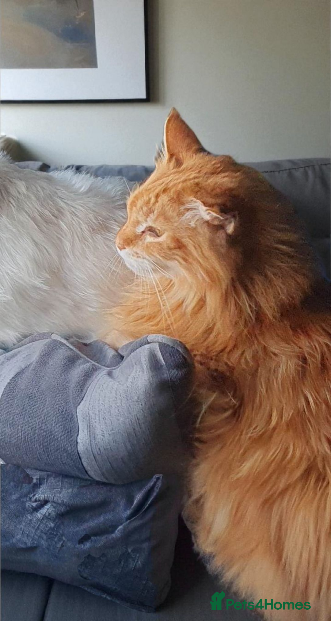Maine Coon cats for sale: Maine Coon full pedigree kittens  - Image 9