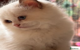 Ragdoll cats for sale: Pedigree Ragdoll Kittens (2xM,1xF) TICA Registered - Image 10