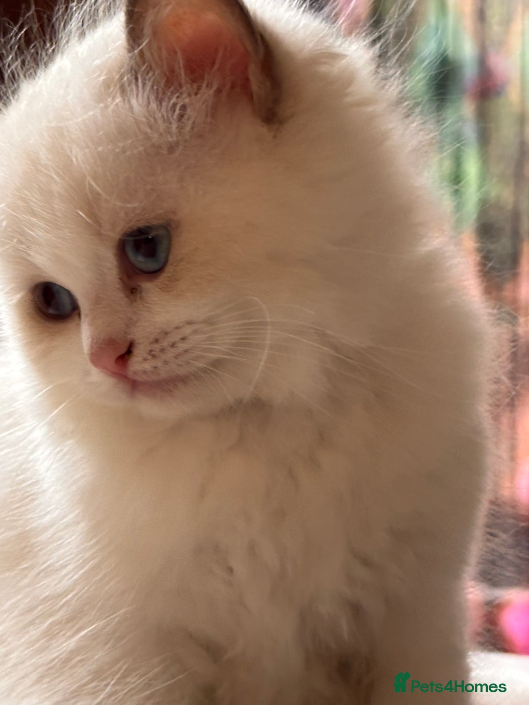 Ragdoll cats for sale: Pedigree Ragdoll Kittens (2xM,1xF) TICA Registered - Image 10