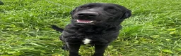 Mixed Breed dogs for adoption: Lonzo (Retriever mix) in Basingstoke - Advert 20