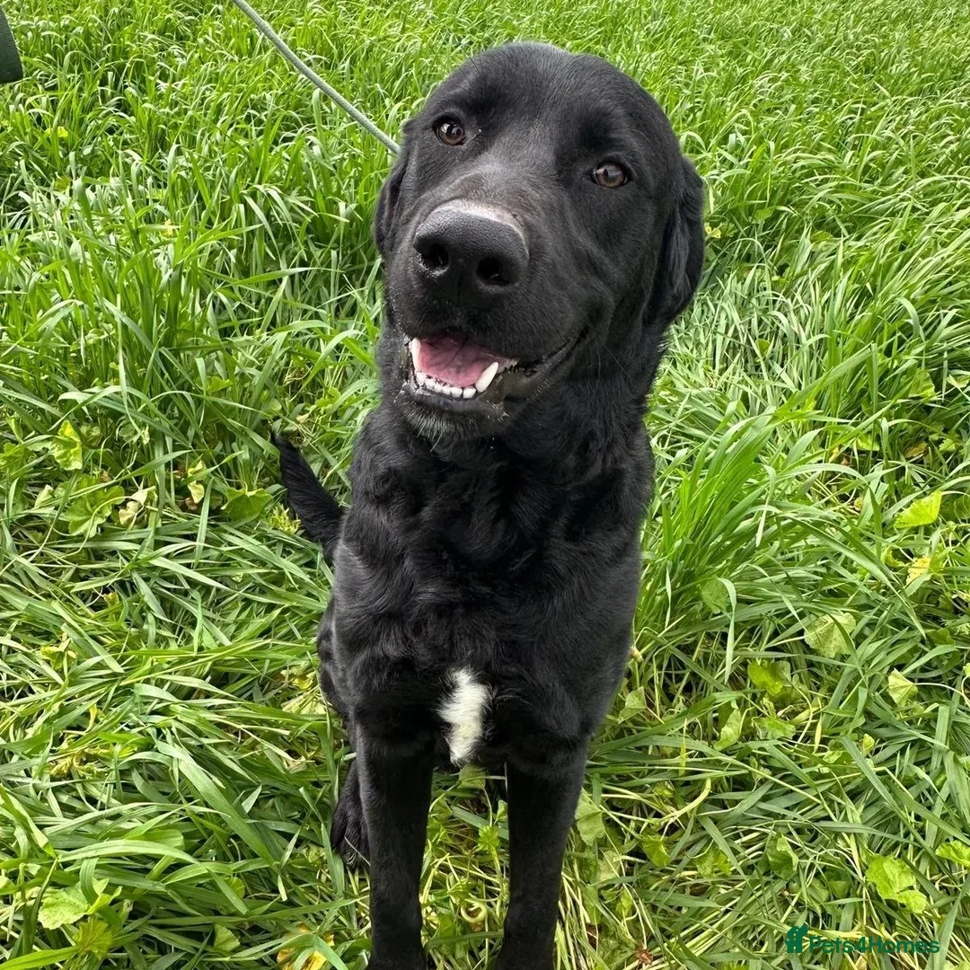 Mixed Breed dogs for adoption: Lonzo (Retriever mix) in Basingstoke - Advert 20